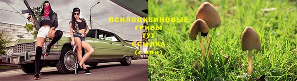 гашик Белокуриха